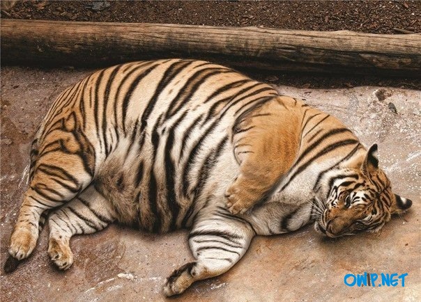 Overweight TigerFor those wondering what an overweight tiger looks like. This is one case where tiger realized the potential of endless food at a zoo.