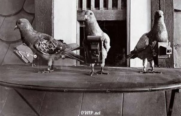 Pigeon photographers, actively involved in the First World War, 1909