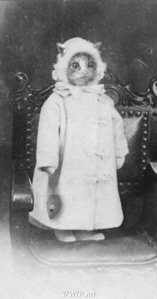 cute cat photo made all the way back in 1890