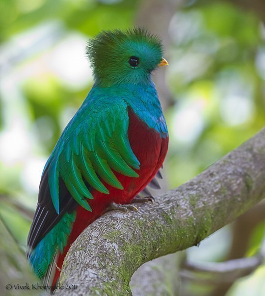 Resplendent quetzal - a rare bird, an endangered species, The sacred bird of the Maya