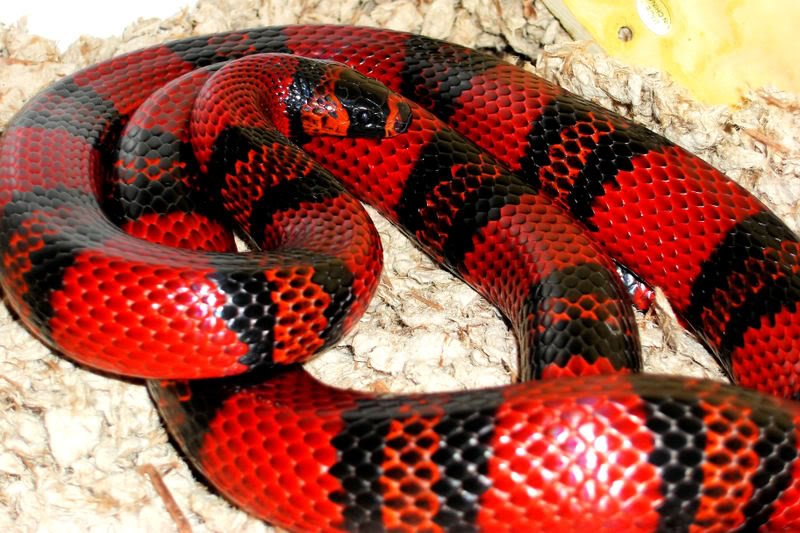 A few beautiful snakes