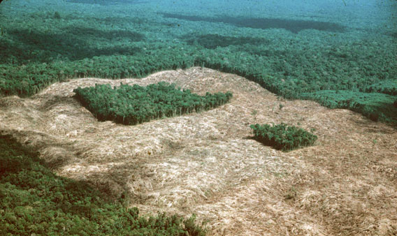 Corporations leaving tiny patches of forest in an "attempt" to reduce biodiversity loss