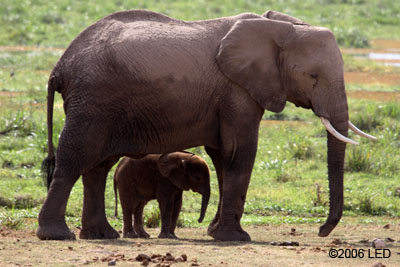 A couple of endangered elephants