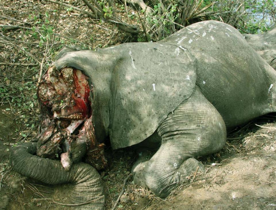 An African elephant poached for its tusks