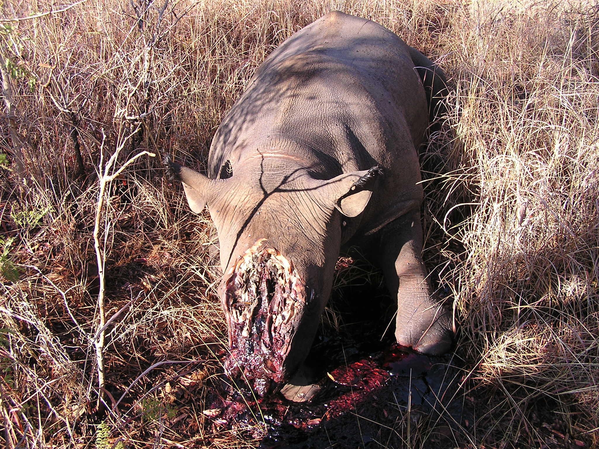A poached rhino. Rhino horns are said to increase sexual performance. Scientifically proven false