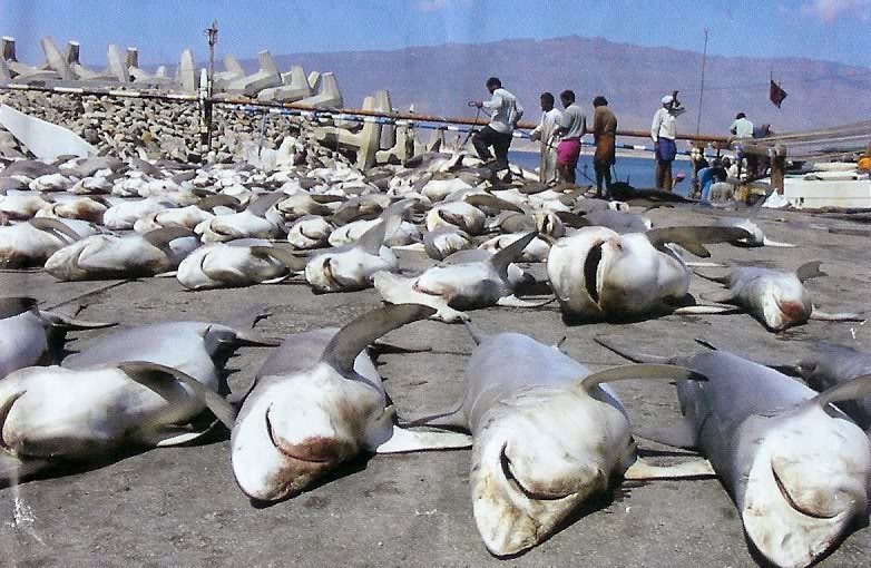 Sharks are essential in oceanic stability, here they are killed for their fins
