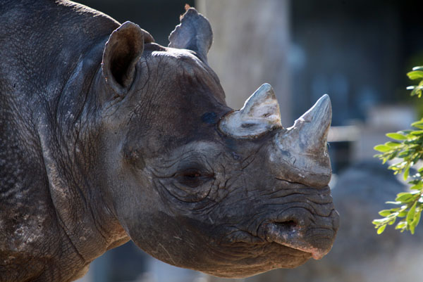 "Western black rhino.  The rhino becomes the second declared extinct this year. Both were ultimately done in by the Chinese rhino horn trade, which has driven the price of horn beyond gold"   http://news.mongabay.com/2011/1112-rip_western_black_rhino.html