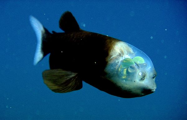 Barreleye Fish