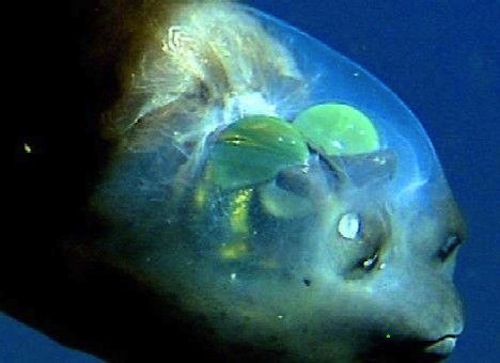 Barreleye Fish