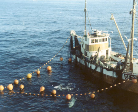 "The impact of fishing for tuna and similar species during the last 50 years has lessened the abundance of all these populations by an average of 60 percent. Exploited to the limits of sustainability."
http://www.sciencedaily.com/releases/2012/02/120208103226.htm