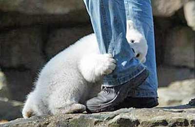 Vicious Polar Bear Attack gruesome
