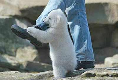 Vicious Polar Bear Attack gruesome