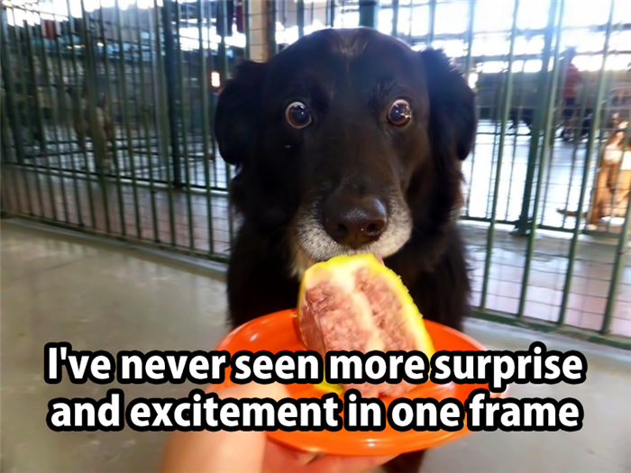 ermahgerd dog meme - I've never seen more surprise and excitement in one frame