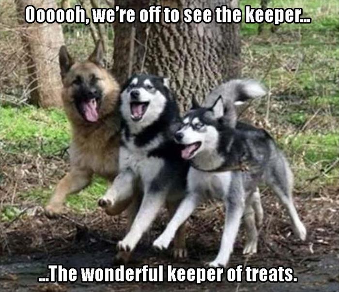funny animal pictures with captions - 00000h, we're off to see the keeper. ...The wonderful keeper of treats.