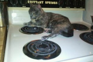 my cat likes to lay on the oven!!!!