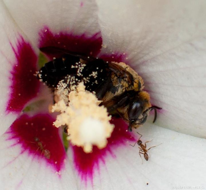 A macro shot of a bee being harassed by an ant.