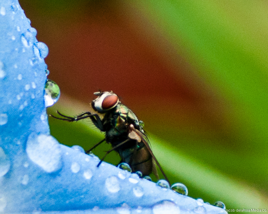 A macro shot of a fly on a flower taken during a rain storm.