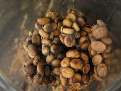 Kopi Luwak, is coffee made out of the excrements of a creature that resembles a cat, called the Luwak.