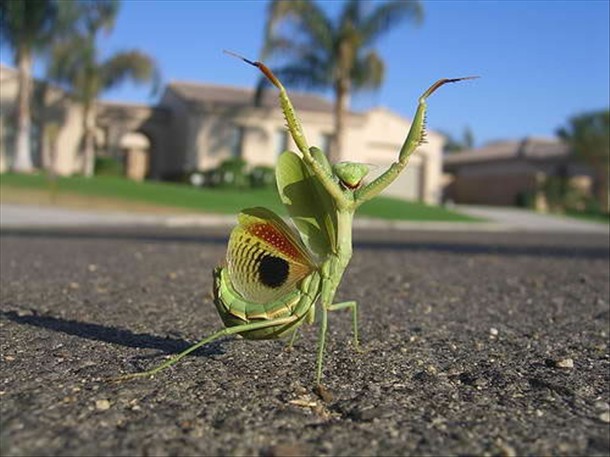 Terrifying Bugs of the World