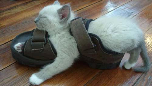 Cat stuck in a sandal