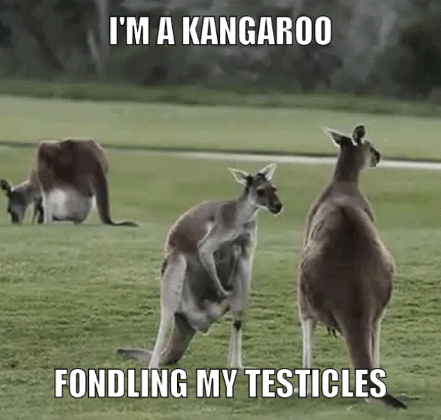 A picture of a kangaroo with words written atop it.