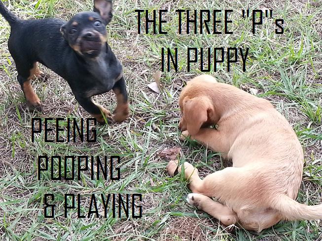 3 'p's in puppy