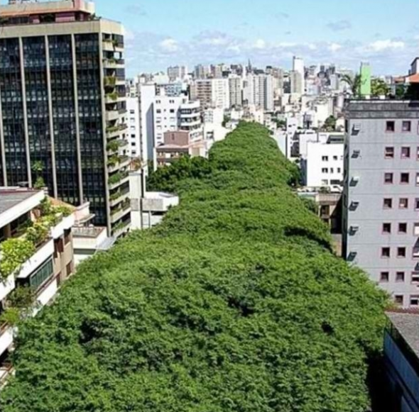 This gorgeous green street is the Rua Gonçalo de Carvalho in Porto Alegre, Brasil, and is declared historical heritage.