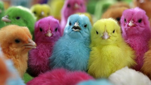 they dye the young chicks