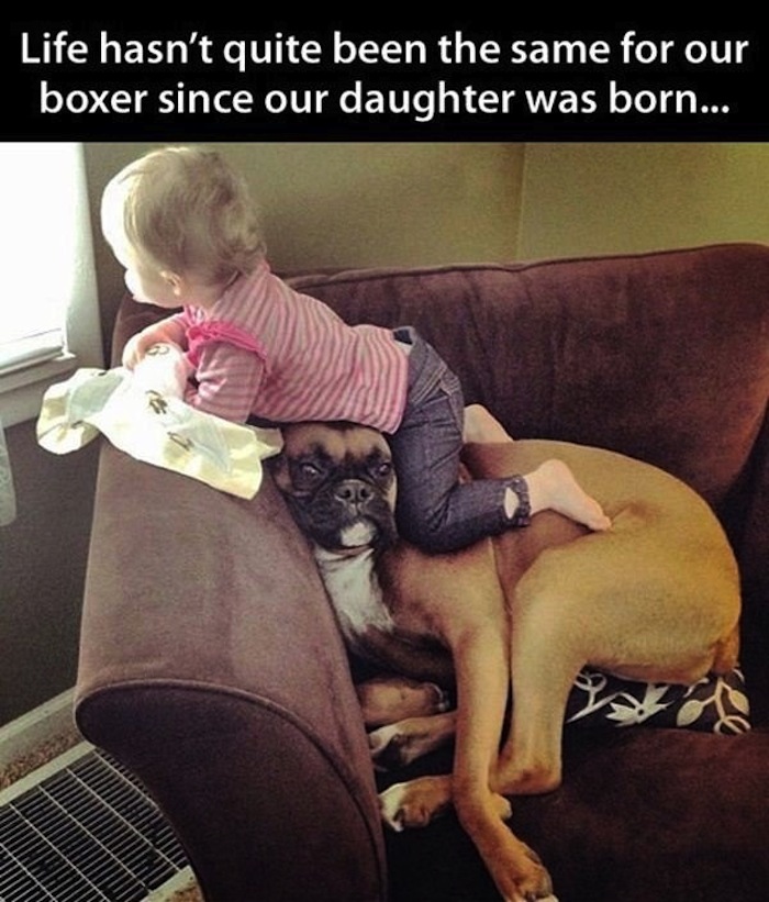 funny dog and child quotes - Life hasn't quite been the same for our boxer since our daughter was born...