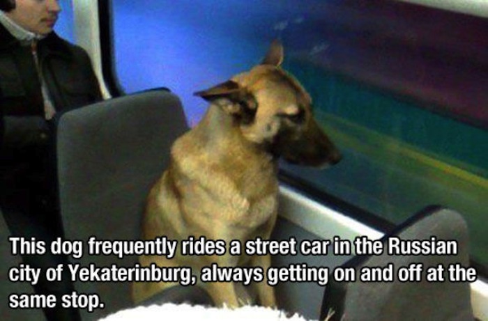 she took the midnight train going anywhere meme - This dog frequently rides a street car in the Russian city of Yekaterinburg, always getting on and off at the same stop.
