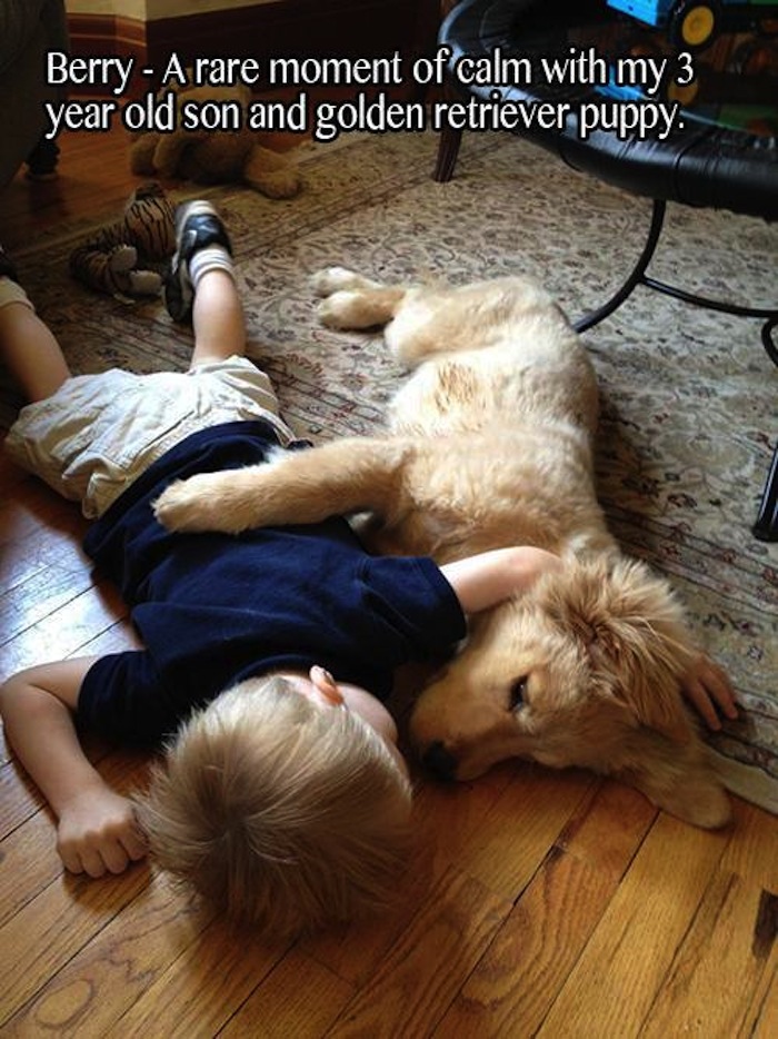 Dog - Berry A rare moment of calm with my 3 year old son and golden retriever puppy.