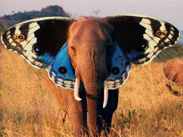 butterfly elephant