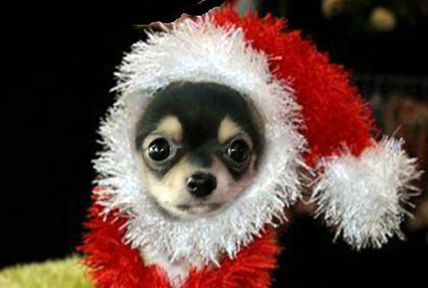 28 Festive Holiday Dogs Are So Done With Xmas