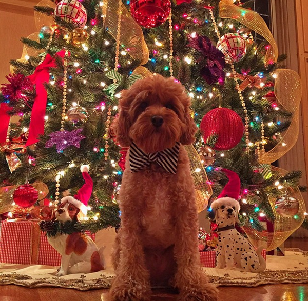 28 Festive Holiday Dogs Are So Done With Xmas