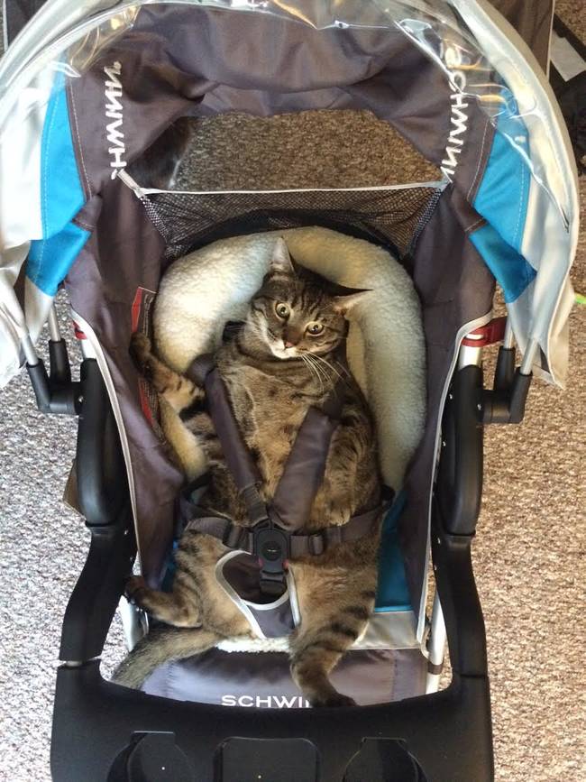 pet children car seat