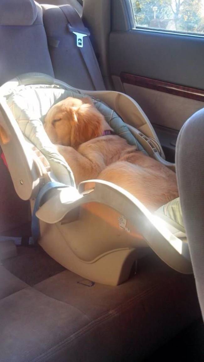 pet children puppies in car seats