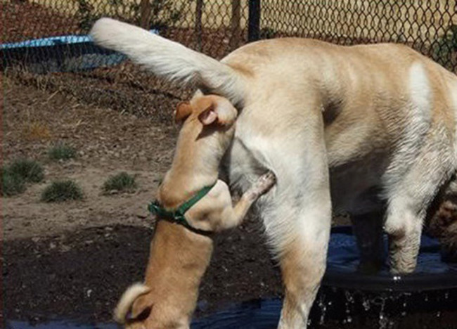 29 Most insane crazy dog pictures ever!