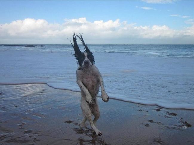 29 Most insane crazy dog pictures ever!