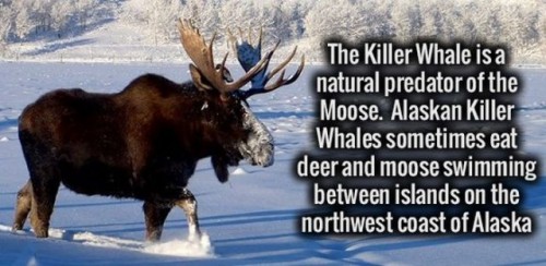 interesting facts about the northwest coast - The Killer Whale is a natural predator of the Moose. Alaskan Killer Whales sometimes eat deer and moose swimming between islands on the northwest coast of Alaska