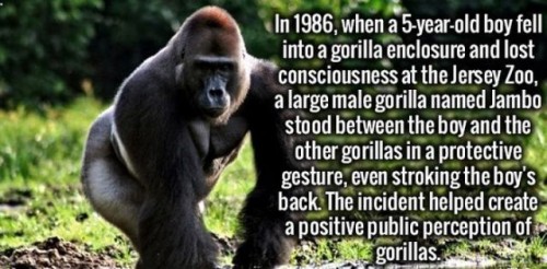 western gorilla - In 1986, when a 5yearold boy fell into a gorilla enclosure and lost consciousness at the Jersey Zoo, a large male gorilla named Jambo stood between the boy and the other gorillas in a protective gesture, even stroking the boy's back. The