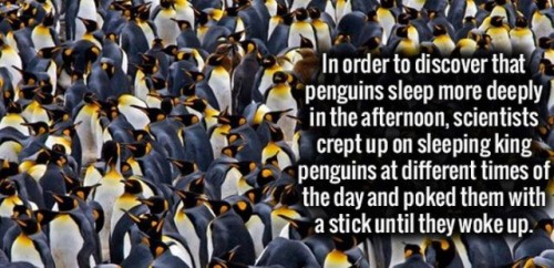 penguins science - In order to discover that penguins sleep more deeply in the afternoon, scientists crept up on sleeping king penguins at different times of the day and poked them with a stick until they woke up.