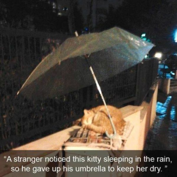heartwarming humanity - "A stranger noticed this kitty sleeping in the rain, so he gave up his umbrella to keep her dry."