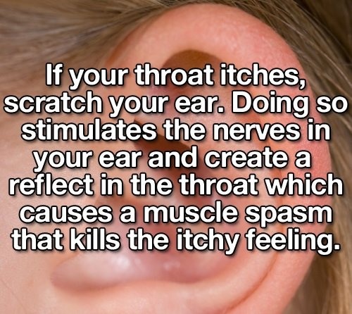 gosausee - If your throat itches, scratch your ear. Doing so stimulates the nerves in your ear and create a reflect in the throat which causes a muscle spasm that kills the itchy feeling.