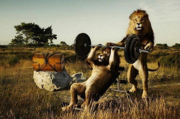 lions working out