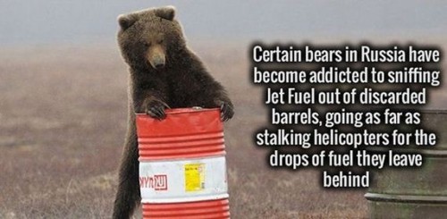 photo caption - Certain bears in Russia have become addicted to sniffing Jet Fuel out of discarded barrels, going as far as stalking helicopters for the drops of fuel they leave behind Wyrzu