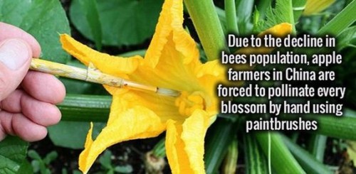 Paintbrush - Due to the decline in bees population, apple farmers in China are forced to pollinate every blossom by hand using paintbrushes