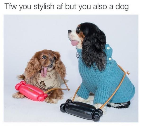 memes - dog clothes - Tfw you stylish af but you also a dog