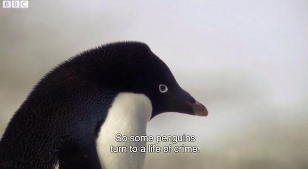 penguin life of crime - Bbc So some penguins turn to a life of crime.