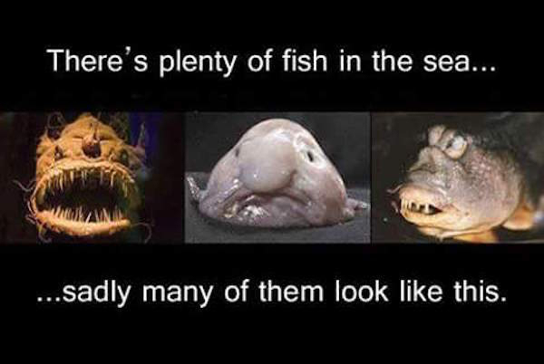 memes - plenty more fish in the sea - There's plenty of fish in the sea... ...sadly many of them look this.