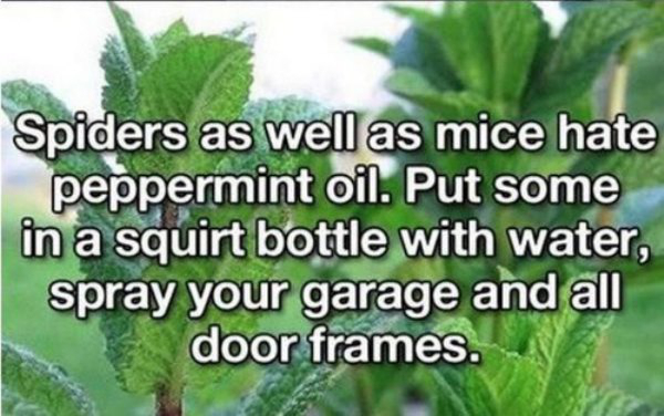 peppermint oil - Spiders as well as mice hate peppermint oil. Put some in a squirt bottle with water, spray your garage and all door frames.